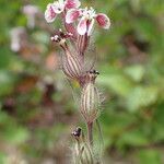 Silene gallica fruit picture by Sylvain Piry (cc-by-sa)