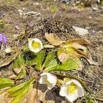 Helleborus niger habit picture by Jani Zadrgal (cc-by-sa)