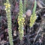 Plantago maritima flower picture by Diego Alex (cc-by-sa)