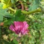 Malva assurgentiflora flower picture by Johnny Poppyseed (cc-by-sa)