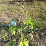 Abutilon theophrasti habit picture by Sarah Cornell (cc-by-sa)