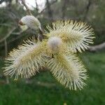 Salix atrocinerea flower picture by napsbud (cc-by-sa)