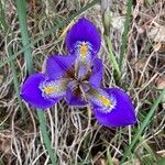 Iris unguicularis flower picture by Antoine Pantazopoulos (cc-by-sa)