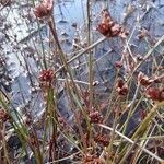 Juncus bulbosus fruit picture by Nick Ogden (cc-by-sa)