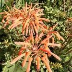 Aloe maculata flower picture by Jules AP (cc-by-sa)