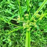 Cyperus difformis fruit picture by Augustin Soulard (cc-by-sa)