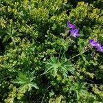 Geranium sylvaticum habit picture by hélène thomas (cc-by-sa)