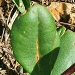 Talinum portulacifolium leaf picture by susan brown (cc-by-sa)