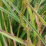 Carex punctata flower picture by Michael Mayerosch (cc-by-sa)