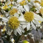 Senecio tergolanatus flower picture by Fabien Anthelme (cc-by-sa)