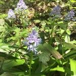 Hyacinthoides italica flower picture by christine Lesca Maillard (cc-by-sa)