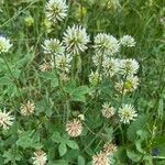 Trifolium montanum habit picture by Francois Mansour (cc-by-sa)