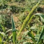 Setaria verticillata flower picture by Sepulchre Frédéric (cc-by-sa)