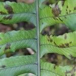 Blechnum laevigatum leaf picture by Trap Hers (cc-by-sa)