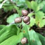 Maianthemum bifolium fruit picture by Brigitte Huber-Jordi (cc-by-sa)