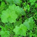 Alchemilla filicaulis leaf picture by louis (cc-by-sa)