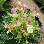 Teucrium pyrenaicum flower picture by Sarami (cc-by-sa)