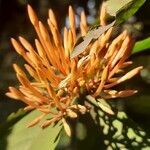 Saraca asoca flower picture by Prasanta Hembram (cc-by-sa)