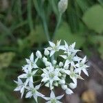 Allium tuberosum flower picture by flo floglo (cc-by-sa)