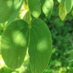 Bauhinia monandra leaf picture by VASANTH offl (cc-by-sa)