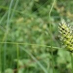 Carex melanostachya habit picture by Yoan MARTIN (cc-by-sa)