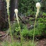 Xerophyllum tenax flower picture by Michael Finch (cc-by-sa)