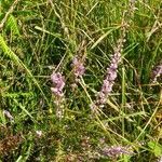 Calluna vulgaris habit picture by Pierre LEON (cc-by-sa)