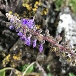 Plectranthus cremnus flower picture by Noé Simler (cc-by-sa)