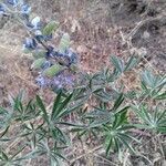 Lupinus sericeus leaf picture by Louis Fourie (cc-by-sa)