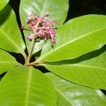 Parathesis glabra flower picture by Nelson Zamora Villalobos (cc-by-nc)