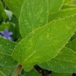 Campanula lactiflora leaf picture by Darren Severs (cc-by-sa)