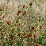 Glycyrrhiza echinata habit picture by Rossen Vassilev (cc-by-sa)