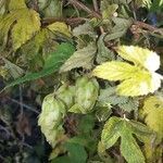 Humulus lupulus fruit picture by Helene Vialle (cc-by-sa)