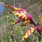 Tillandsia lajensis flower picture by Trap Hers (cc-by-sa)