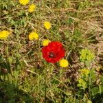 Papaver rhoeas habit picture by Paul FRANCK (cc-by-sa)