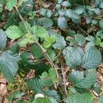 Rubus senticosus leaf picture by Aurelia Grein (cc-by-sa)