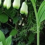 Polygonatum odoratum habit picture by Dieter Albrecht (cc-by-sa)