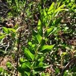 Coriaria myrtifolia leaf picture by vf jordi (cc-by-sa)