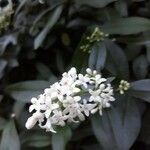 Ligustrum vulgare flower picture by Christian Henkel (cc-by-sa)