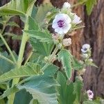 Althaea officinalis flower picture by Christa kel (cc-by-sa)