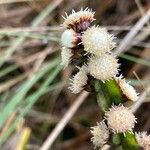 Baccharis sagittalis flower picture by Fabien Anthelme (cc-by-sa)