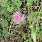 Mimosa quadrivalvis flower picture by John Garza (cc-by-sa)