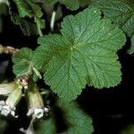 Ribes viscosissimum flower picture by Daniel Barthelemy (cc-by-nc)