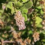 Ribes malvaceum flower picture by Johnny Poppyseed (cc-by-sa)