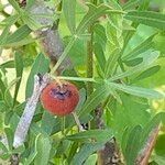 Searsia pentaphylla fruit picture by Maarten Vanhove (cc-by-sa)