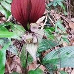 Tacca chantrieri flower picture by Chee Keong Chan (cc-by-sa)