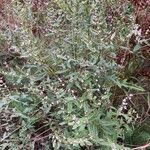 Lithospermum officinale habit picture by Jean-Luc Tutakowski (cc-by-sa)