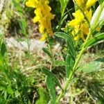 Genista tinctoria leaf picture by Frédéric Frédéric Leviez (cc-by-sa)