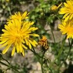 Crepis biennis flower picture by Rudy (cc-by-sa)