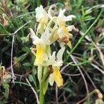 Orchis pauciflora flower picture by Reinhold Eberhardt (cc-by-sa)